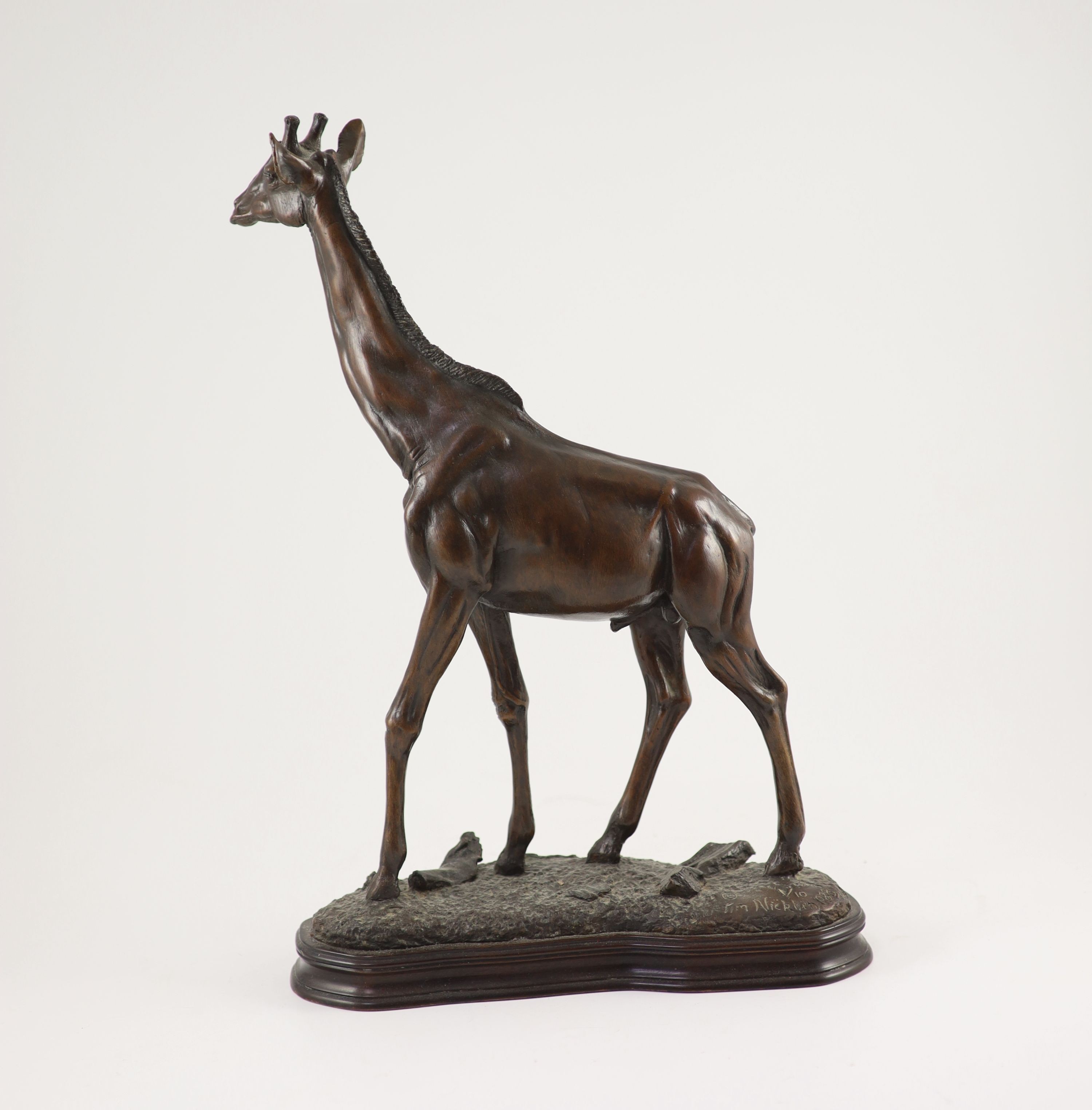 Tim Nicklin. A bronze model of a giraffe, width 30cm height 43cm